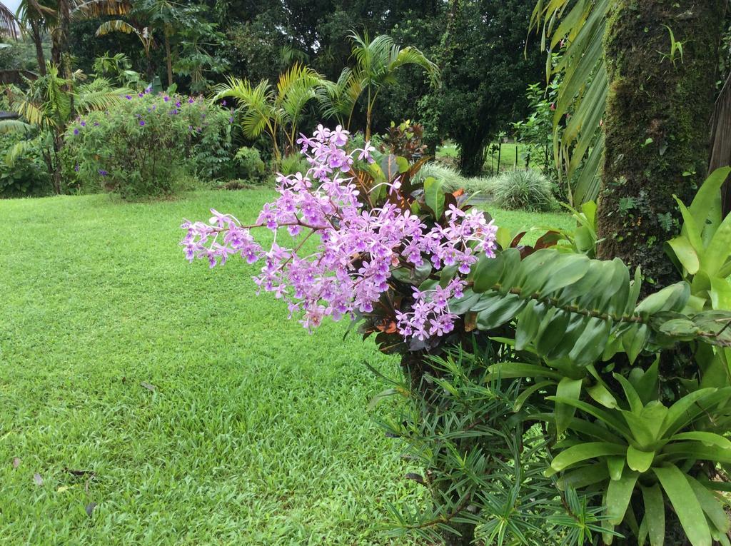 Cabinas Los Guayabos Hotel La Fortuna Ruang foto
